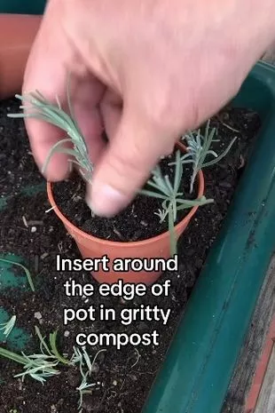 获得芬芳的薰衣草植物——它们是完全免费的