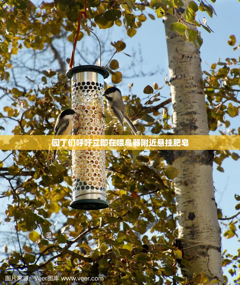 园丁们呼吁立即在喂鸟器附近悬挂肥皂