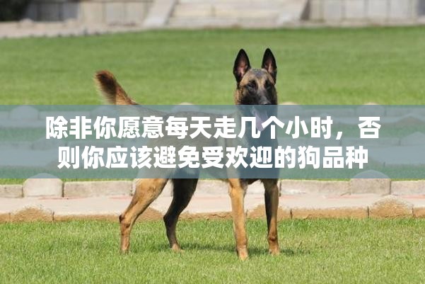 除非你愿意每天走几个小时，否则你应该避免受欢迎的狗品种