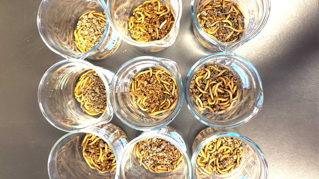 粉虫是自然界解决世界微塑料问题的答案吗？
