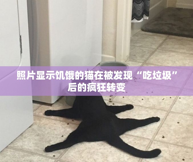 照片显示饥饿的猫在被发现“吃垃圾”后的疯狂转变